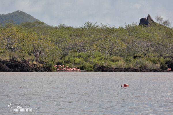 Kubaflamingo (Phoenicopterus ruber)