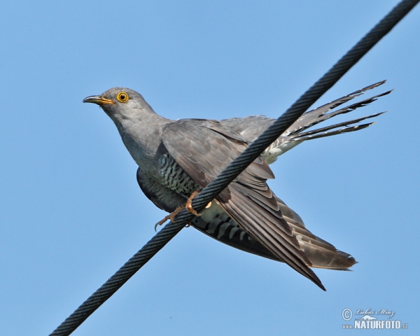 Kuckuck (Cuculus canorus)