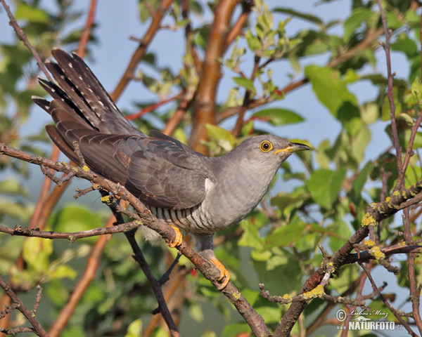 Kuckuck (Cuculus canorus)