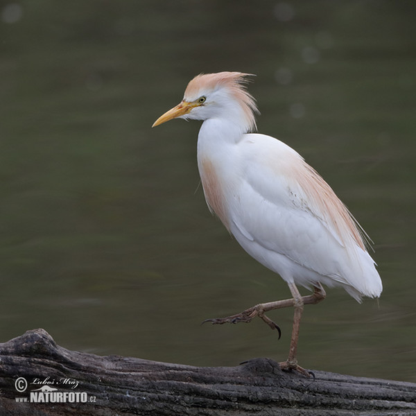 Kuhreiher (Bubulcus ibis)