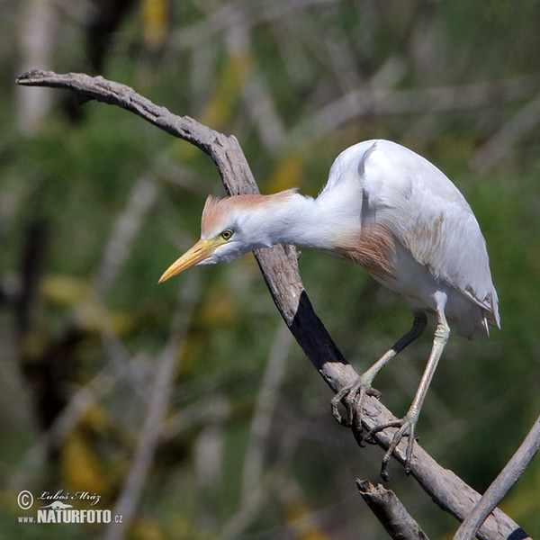 Kuhreiher (Bubulcus ibis)