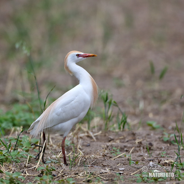 Kuhreiher (Bubulcus ibis)