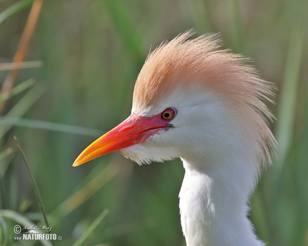 Kuhreiher (Bubulcus ibis)