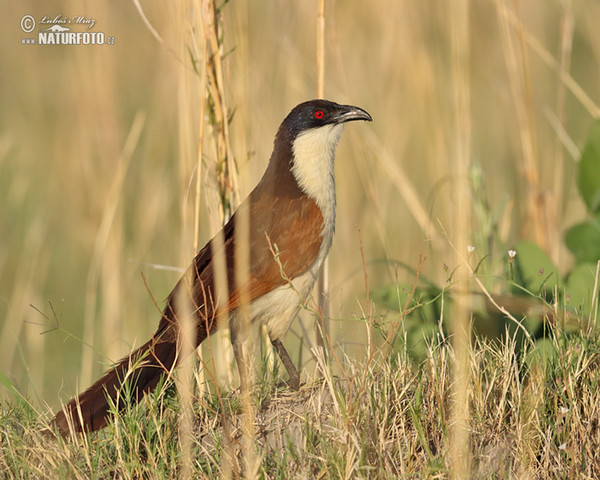 Kupferschwanzkuckuck (Centropus cupreicaudus)