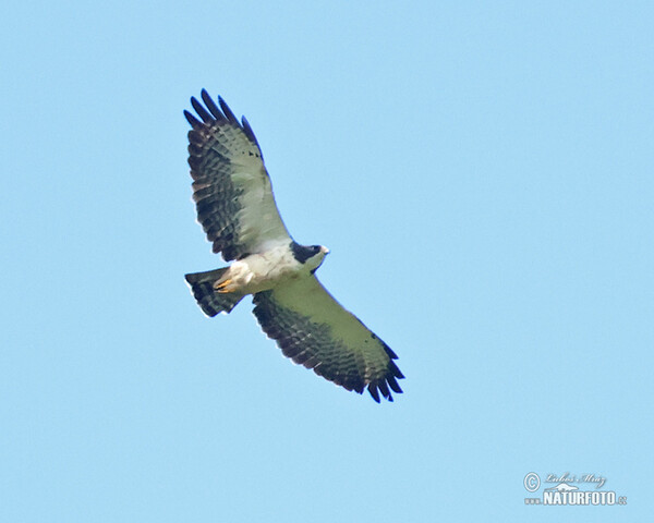 Kurzschwanzbussard (Buteo brachyurus)