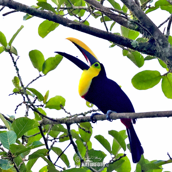 Küstentukan (Ramphastos brevis)