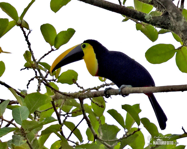 Küstentukan (Ramphastos brevis)