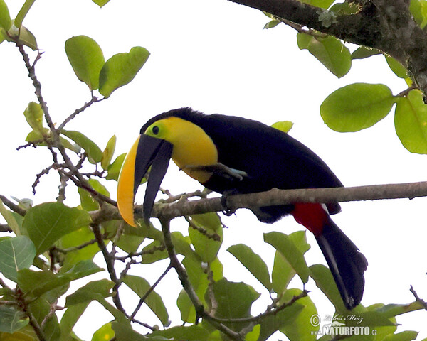 Küstentukan (Ramphastos brevis)