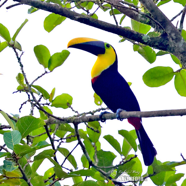 Küstentukan (Ramphastos brevis)