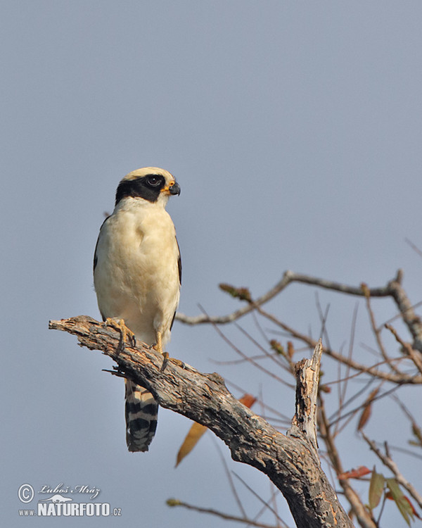 Lachfalke (Herpetotheres cachinnans)