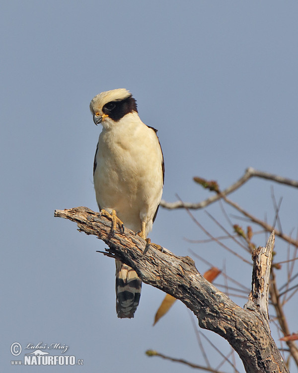 Lachfalke (Herpetotheres cachinnans)