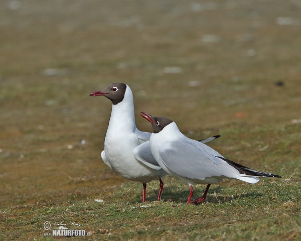 Lachmöwe (Chroicocephalus ridibundus)