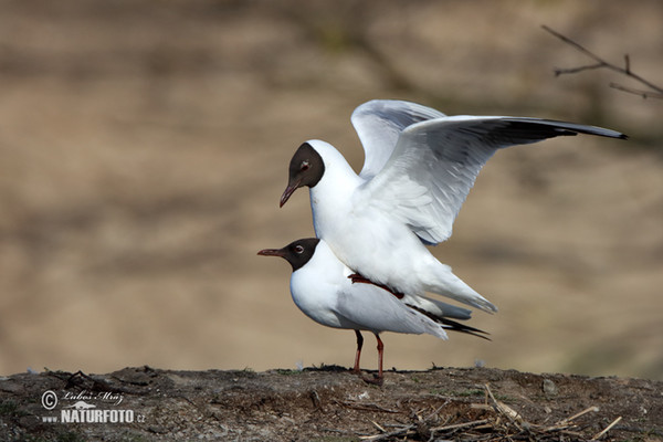 Lachmöwe (Chroicocephalus ridibundus)