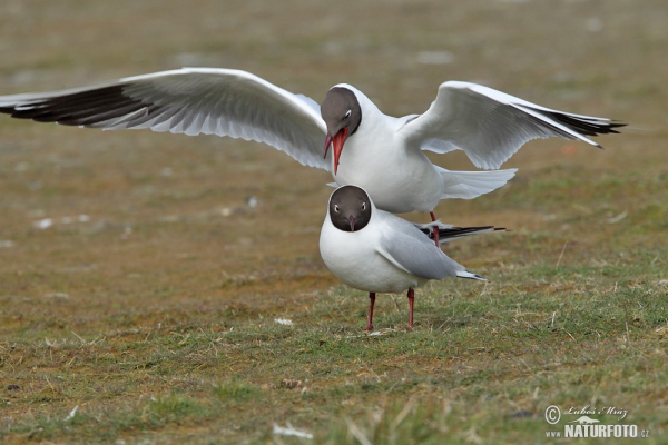 Lachmöwe (Chroicocephalus ridibundus)