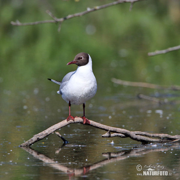 Lachmöwe (Chroicocephalus ridibundus)