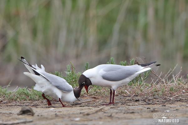 Lachmöwe (Chroicocephalus ridibundus)