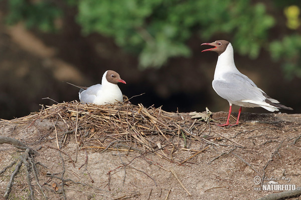 Lachmöwe (Chroicocephalus ridibundus)