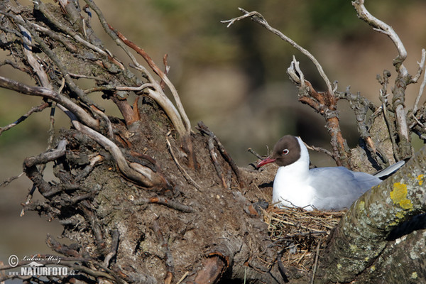 Lachmöwe (Chroicocephalus ridibundus)