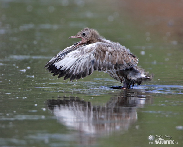 Lachmöwe (Chroicocephalus ridibundus)