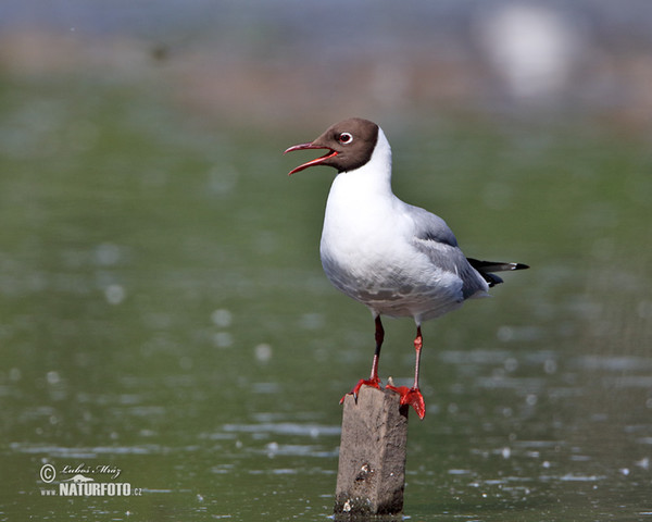 Lachmöwe (Chroicocephalus ridibundus)