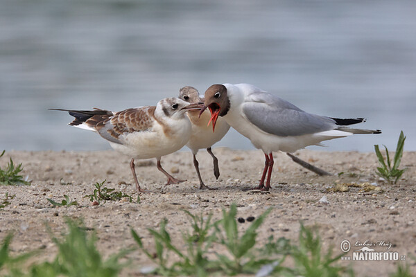 Lachmöwe (Chroicocephalus ridibundus)