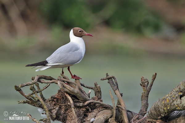 Lachmöwe (Chroicocephalus ridibundus)