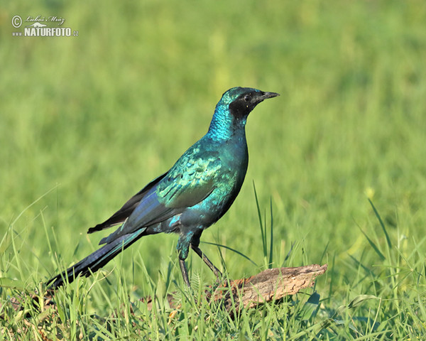 Langschwanz Glanzstar (Lamprotornis caudatus)