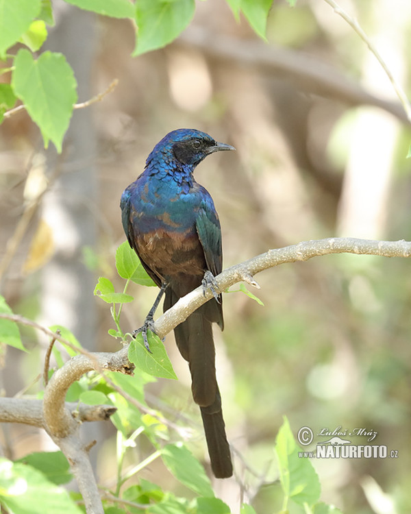 Langschwanz Glanzstar (Lamprotornis caudatus)