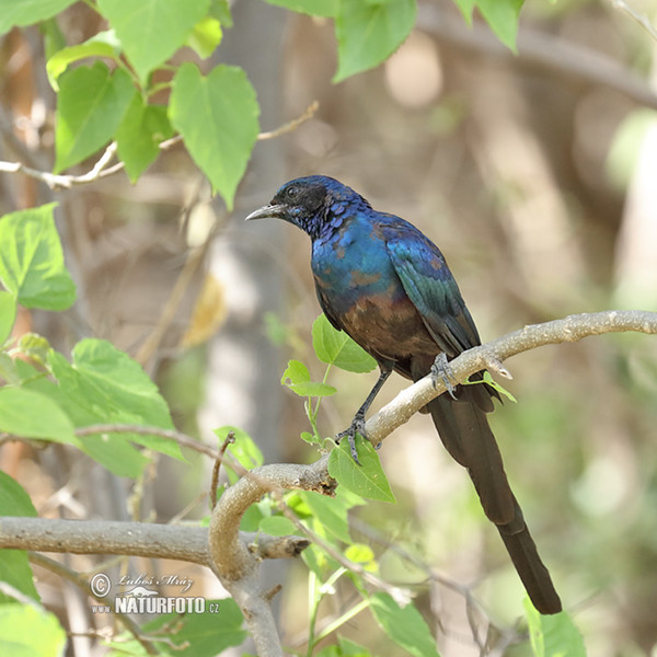 Langschwanz Glanzstar (Lamprotornis caudatus)