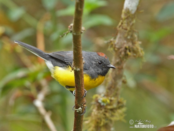 Larvenwaldsänger (Myioborus miniatus)