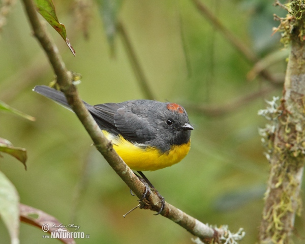 Larvenwaldsänger (Myioborus miniatus)