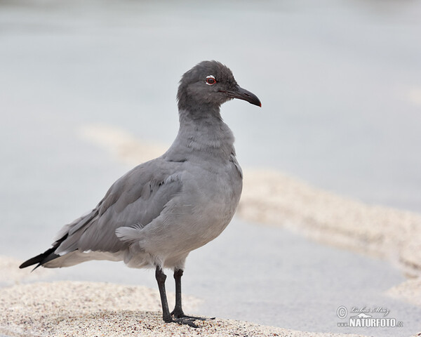 Lavamöwe (Leucophaeus fuliginosus)