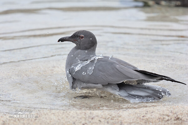 Lavamöwe (Leucophaeus fuliginosus)