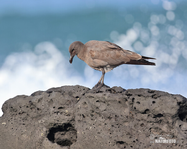 Lavamöwe (Leucophaeus fuliginosus)