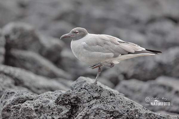 Lavamöwe (Leucophaeus fuliginosus)