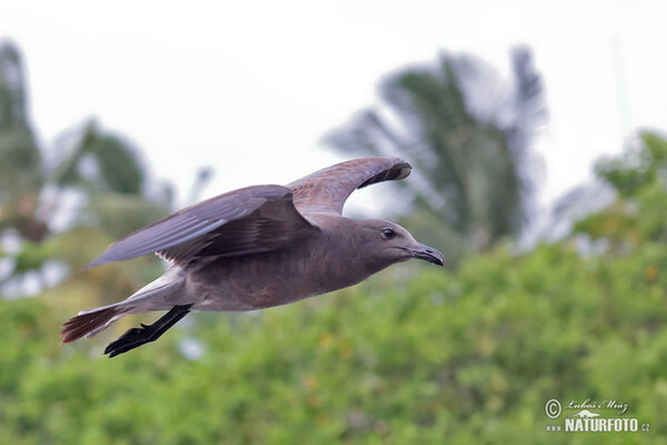 Lavamöwe (Leucophaeus fuliginosus)