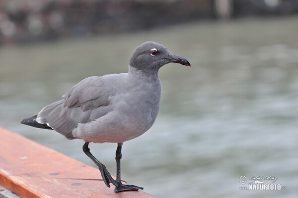 Lavamöwe (Leucophaeus fuliginosus)