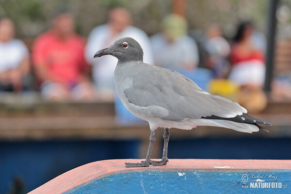 Lavamöwe (Leucophaeus fuliginosus)