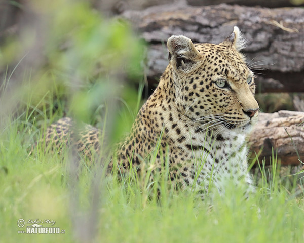 Leopard (Panthera pardus)