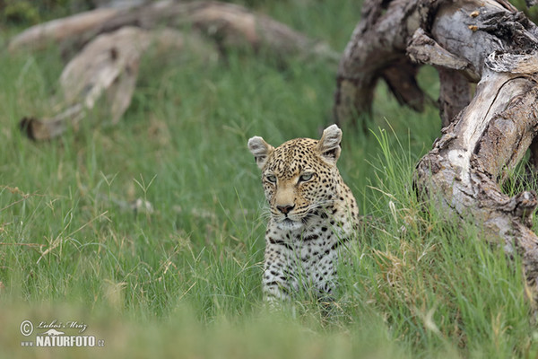 Leopard (Panthera pardus)