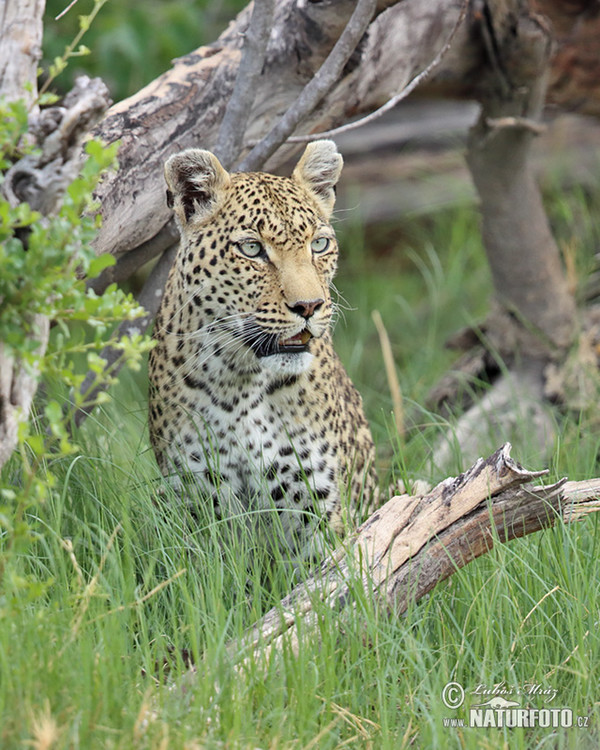 Leopard (Panthera pardus)