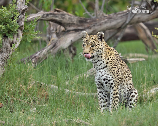 Leopard (Panthera pardus)