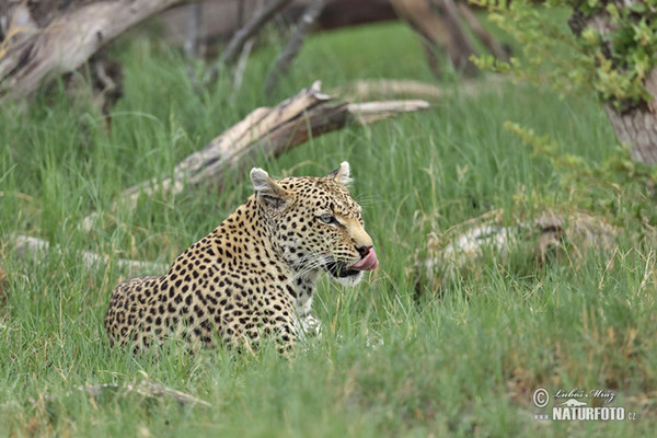 Leopard (Panthera pardus)