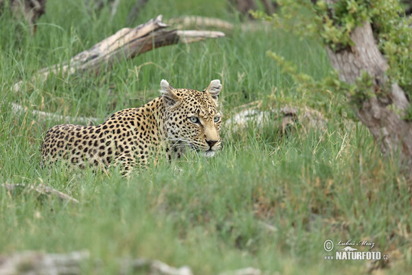 Leopard (Panthera pardus)