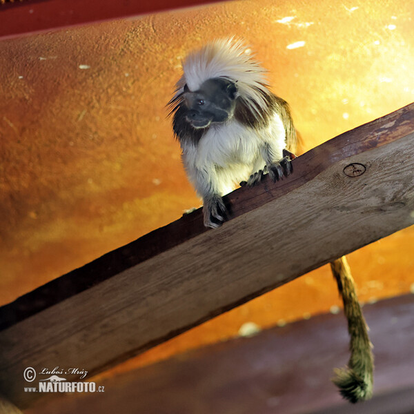 Lisztaffe (Saguinus oedipus)