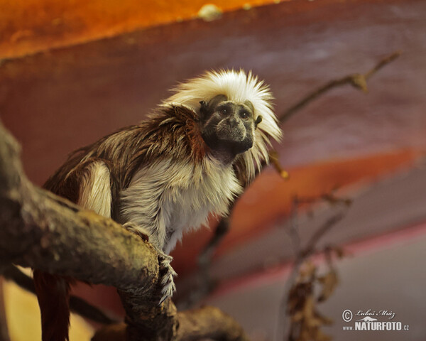 Lisztaffe (Saguinus oedipus)