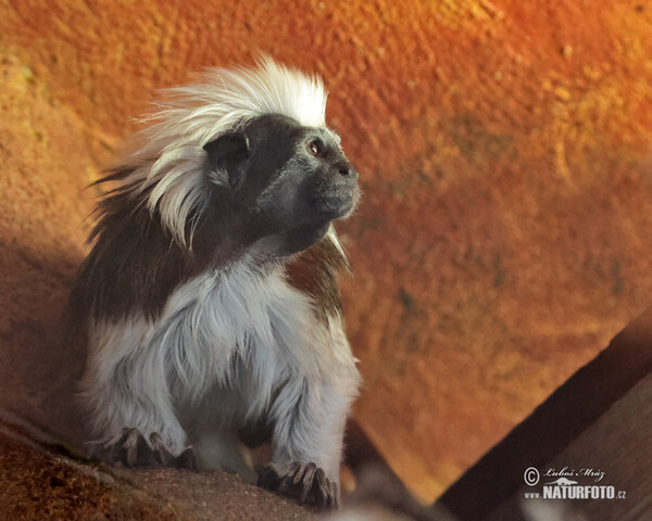 Lisztaffe (Saguinus oedipus)