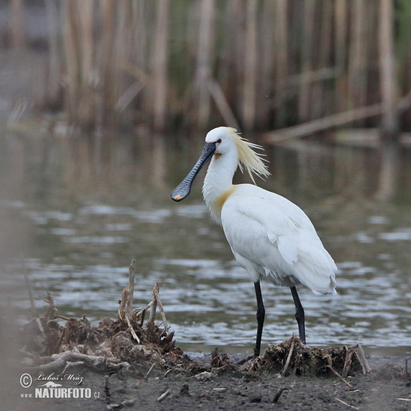 Löffler (Platalea leucorodia)