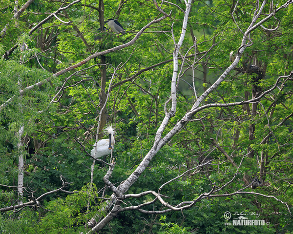 Löffler (Platalea leucorodia)