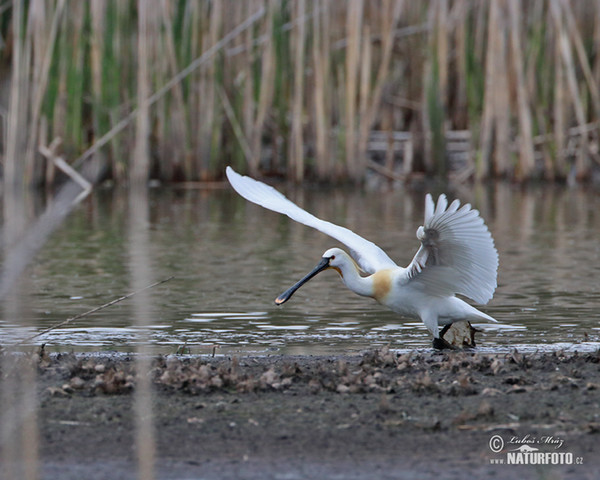 Löffler (Platalea leucorodia)